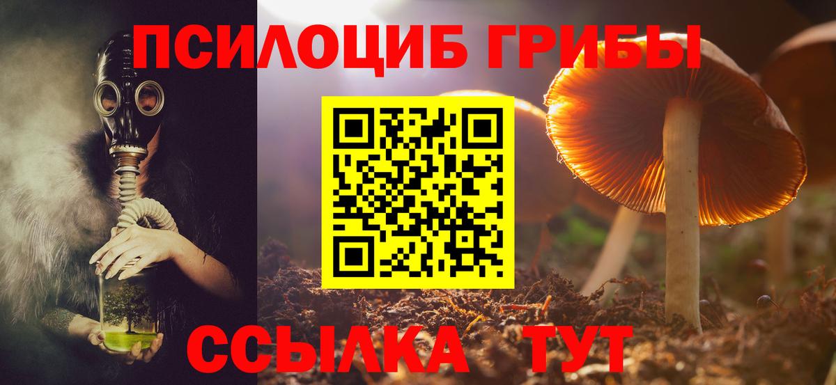 Галлюциногенные грибы Psilocybine cubensis Лесозаводск